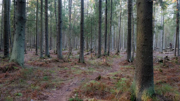 Naturalny las świerkowy i liściasty. — Zdjęcie stockowe