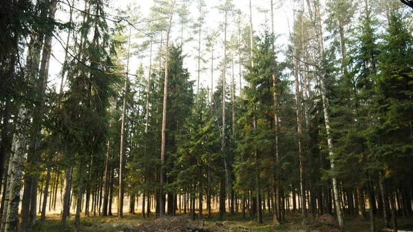 Foresta naturale di abete rosso e foresta decidua. — Foto Stock