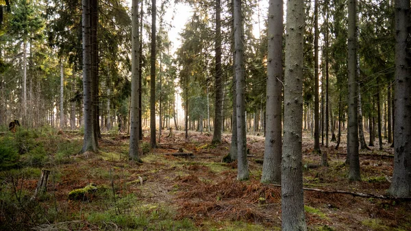 Naturalny las świerkowy i liściasty. — Zdjęcie stockowe