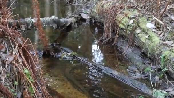Mały płynący strumień w środku lasu. — Wideo stockowe