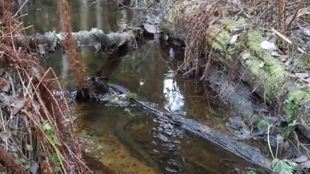 Pequeno córrego fluindo no meio da floresta. — Vídeo de Stock