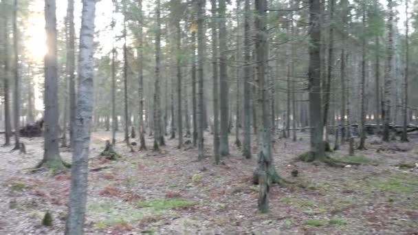 Natürlicher Fichten- und Laubwald. — Stockvideo