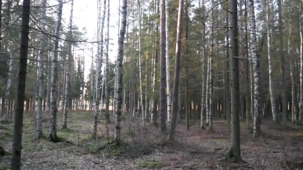 Natuurlijke bossen van sparren en loofbossen. — Stockvideo
