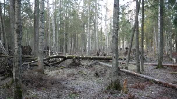 Felling Natuurlijke bos van sparren en loofbomen. — Stockvideo