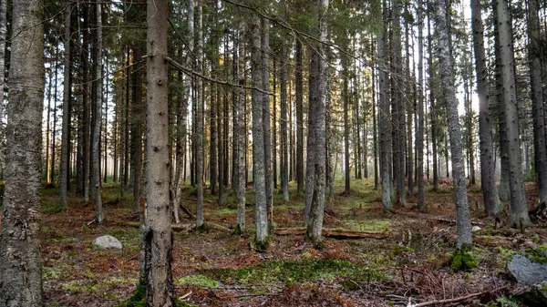 Natuurlijke bossen van sparren en loofbossen. — Stockfoto