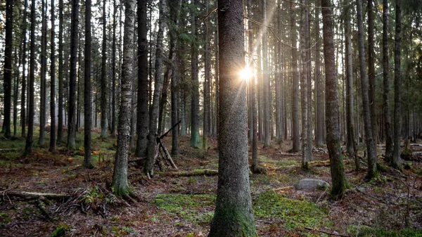 Straal van licht waden door het groene bos. — Stockfoto