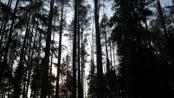 Φυσικό δάσος από ερυθρελάτη και φυλλοβόλο δάσος. — Αρχείο Βίντεο