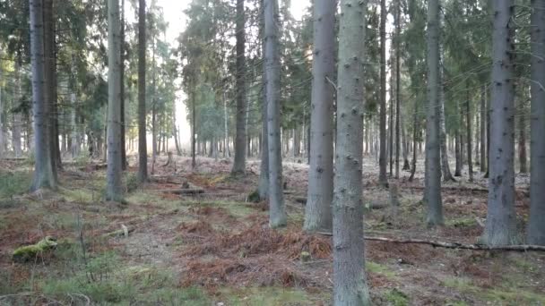 Natuurlijke bossen van sparren en loofbossen. — Stockvideo