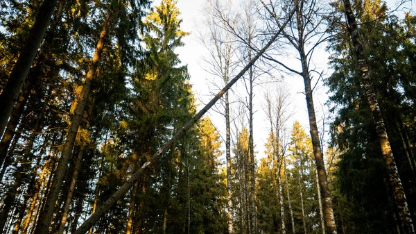 Abbattimento Foresta naturale di abete rosso e latifoglie. — Foto Stock