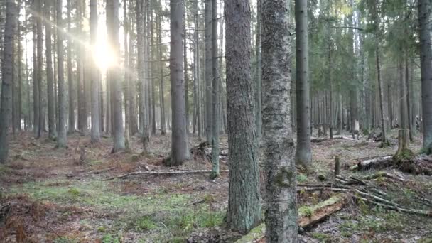 Een Heldere Lichtstraal Waadde Door Het Loof Sparrengroen Bos Rustige — Stockvideo