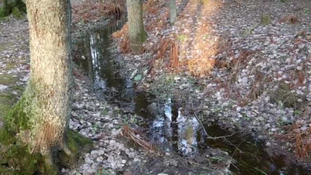 Belle forêt caduque verte. Un petit fossé et un petit ruisseau coulant au milieu de la forêt.