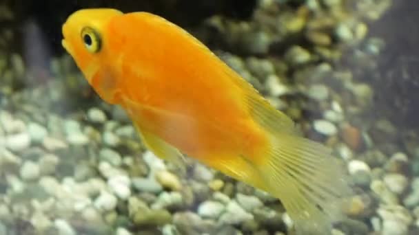 Poisson Rouge Dans Aquarium Proximité Couleur Orange — Video