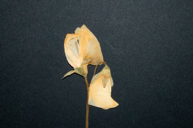 Siyah arkaplanda kurumuş çiçekler.