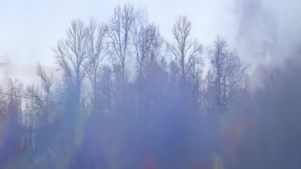 Met Een Rookbom Kleurrijke Rook Van Een Rookbom Blauw Roze — Stockvideo