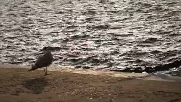 Burung Camar Berjalan Atas Tanggul Granit Dan Rekan Rekan Kejauhan — Stok Video