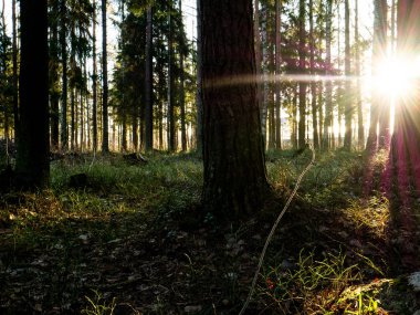 Güzel yeşil yapraklı ve kozalaklı orman.