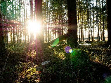 Güzel yeşil yapraklı ve kozalaklı orman.