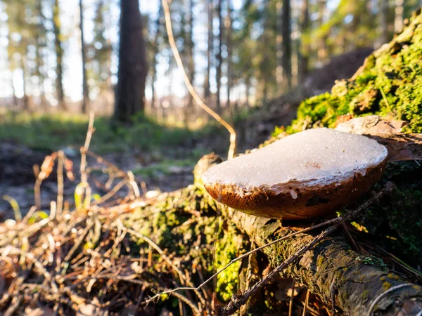 Small white mushroom amanita in green grass. — Stok fotoğraf