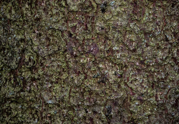 Colorida corteza saturada de madera. La textura leñosa — Foto de Stock