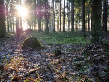 Güzel yeşil yapraklı ve kozalaklı orman.