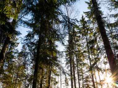 Güzel yeşil yapraklı ve kozalaklı orman.