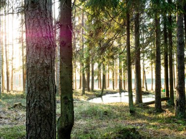 Güzel yeşil yapraklı ve kozalaklı orman.