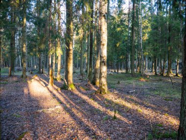 Güzel yeşil yapraklı ve kozalaklı orman.