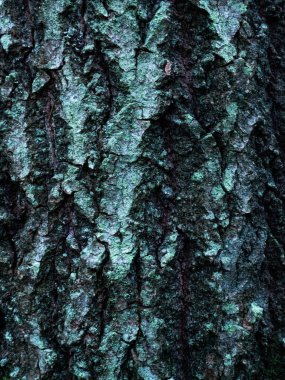 Renkli doymuş ağaç kabuğu. Odunsu dokusu