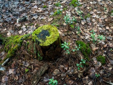 The texture of an old stump in the woods.