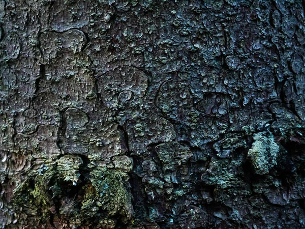 Colorida corteza saturada de madera. La textura leñosa — Foto de Stock