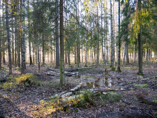 Prachtig groen blad- en naaldbos. — Stockfoto