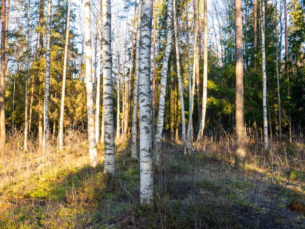 Bella foresta verde a foglia e conifere. — Foto Stock