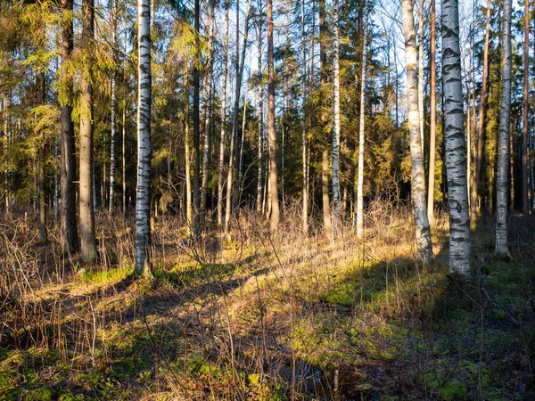 Bella foresta verde a foglia e conifere. — Foto Stock