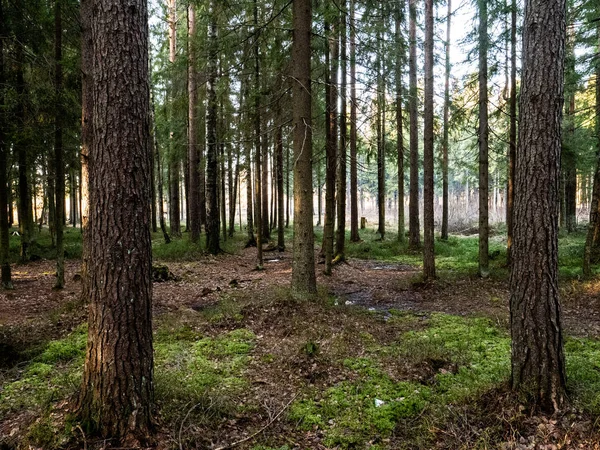 Велика кількість води тане після зими . — стокове фото