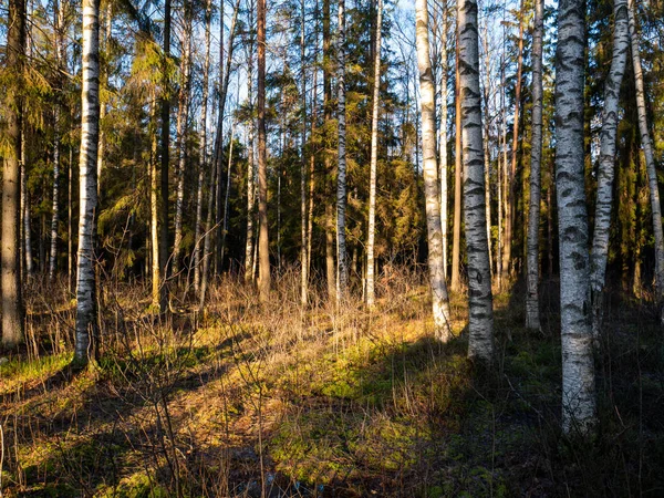 Bella foresta verde a foglia e conifere. — Foto Stock