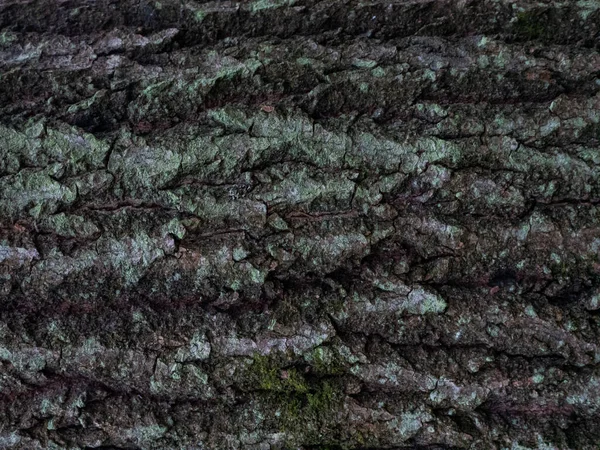 Casca de madeira saturada colorida. A textura amadeirada — Fotografia de Stock