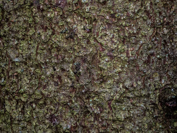 Красочная насыщенная кора древесины. Деревянная текстура — стоковое фото