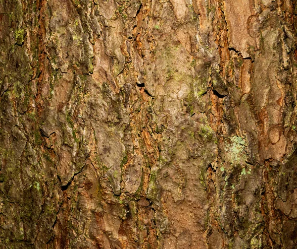 木のカラフルな飽和樹皮。木の質感 — ストック写真