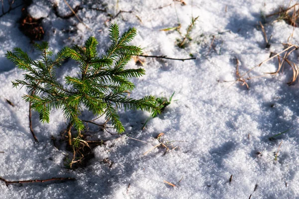 A small conifer tree grows in the forest in winter.