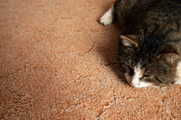 De grote kattensnuit is een close-up. — Stockfoto
