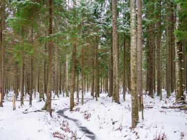 Ladin ve yaprak döken ormanların doğal ormanı..