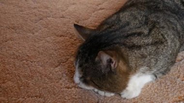 Çizgili kedi kameraya yakın mesafeden bakar.
