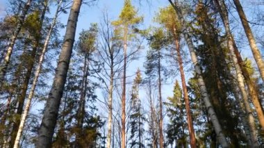 Ormanın ortasında parlak mavi gökyüzü.