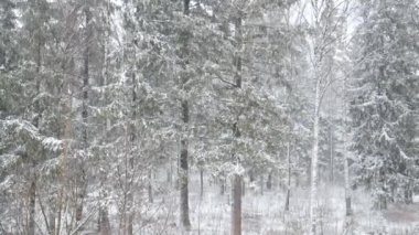 Kış ormanı, yoğun kar yağışı var.. 