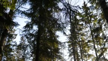 Ormanın ortasında parlak mavi gökyüzü.