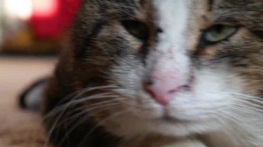 Çizgili kedi kameraya yakın mesafeden bakar.