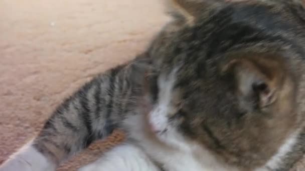 Çizgili kedi kameraya yakın mesafeden bakar. — Stok video