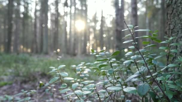 Solo Coberto Com Musgo Grama Floresta Velha Profunda Estações Aterrem — Vídeo de Stock