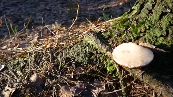 Cogumelo Congelado Junto Árvore Estalo Frio Agudo Aquecimento Agudo Cogumelo — Vídeo de Stock