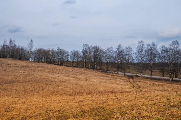 Samotne Drzewo Stojące Górze Droga Prowadząca Niego Żółte Pole Wokół — Zdjęcie stockowe